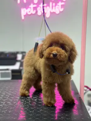 AngelAy Pet Kuaför fotoğrafı