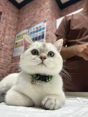 Vet Plus Veteriner Kliniği