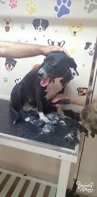 Tarçın pet kuaför & petshop fotoğrafı