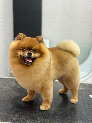 Ponçik Pet Kuaför fotoğrafı