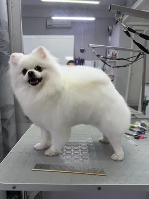 Anna groom pet spa salon fotoğrafı
