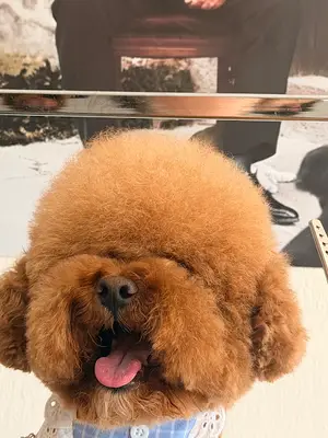 Bucapetkuaför fotoğrafı