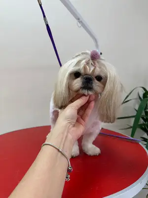 Artı pet kuaför fotoğrafı
