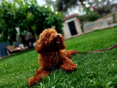 Atos Pati Köpek Oteli