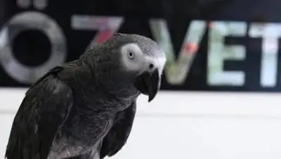 Öz-Vet Kuş Veteriner Kliniği Hizmette 35.Yıl fotoğrafı