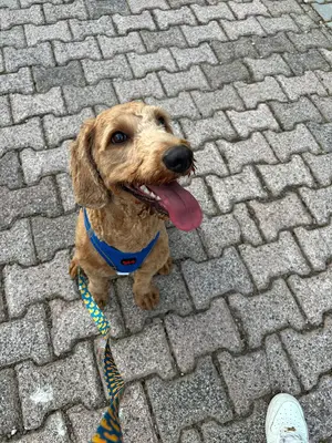 Bobi Koleji, İzmir Köpek Eğitimi Merkezi, Köpek Eğitmeni fotoğrafı