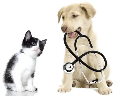 Egem Veteriner Kliniği