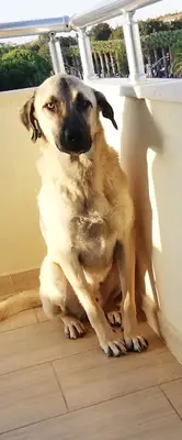 Şifa Veteriner Kliniği