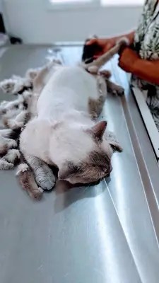Özgür Veteriner Kliniği fotoğrafı
