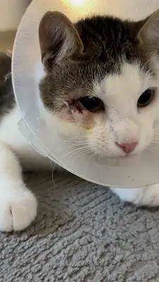 Sihir Veteriner Kliniği fotoğrafı
