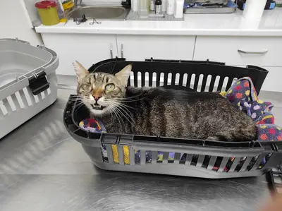 Gaziemir Pet Adası Veteriner Kliniği fotoğrafı