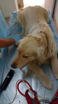 Mordoğan Yaşam Veteriner Kliniği
