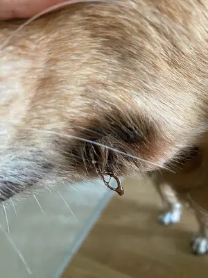 Vourla Veteriner Kliniği fotoğrafı