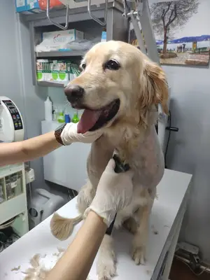 Bahçelievler Veteriner Kliniği
