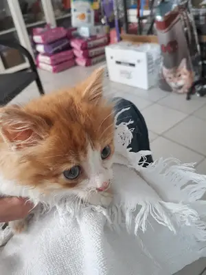 Boncuk Veteriner Kliniği