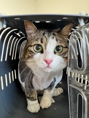 VetQ Veteriner Kliniği | UIukent | Menemen Veteriner