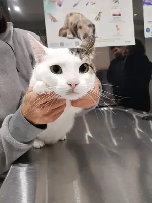 Vetland Veteriner Kliniği ve Pet Kuaför fotoğrafı