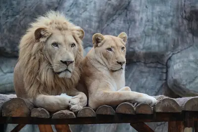 Aslan Park Tuzla fotoğrafı