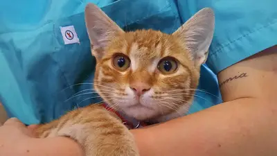 GİZLİ BAHÇE VETERİNER KLİNİĞİ fotoğrafı