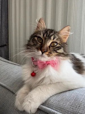 PatiŞah Veteriner Kliniği fotoğrafı