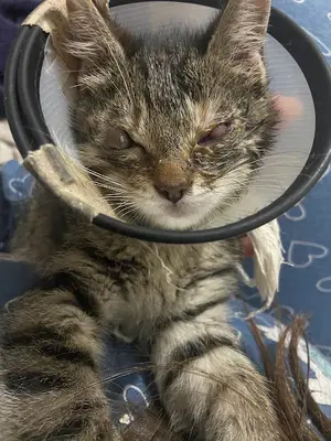 Dr. Pati Üsküdar Veteriner Kliniği