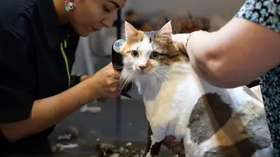 Antalya Kedi Kuaförü