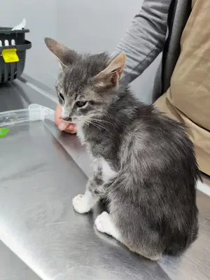 Kadıköy Vetcode Veteriner Kliniği