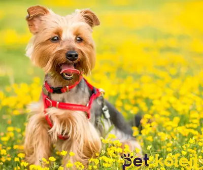 Pet Kuaförü Kedi Köpek Traşı Beylikdüzü