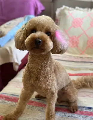 Premium Pet Grooming Salon (Premium VTM) / Evcil Hayvan Kuaförü Konyaaltı Antalya fotoğrafı