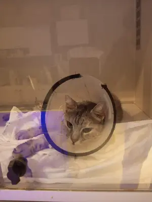 Vetassist Veteriner Kliniği