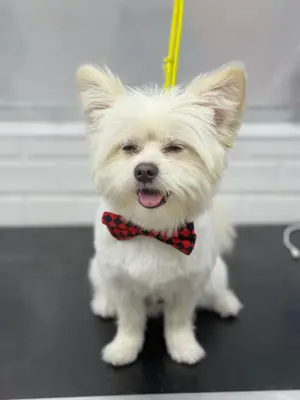 Huinan Pet shop & Pet kuaför & Pet butik fotoğrafı