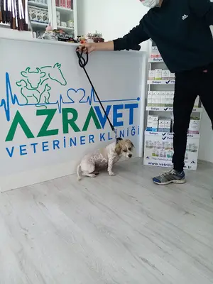 Azra Veteriner Kliniği Karamürsel