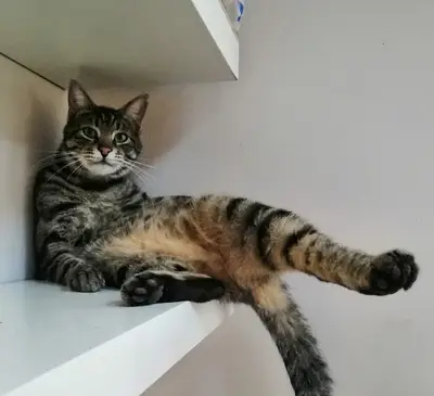 Derya Veteriner Kliniği Pet Kuaför fotoğrafı