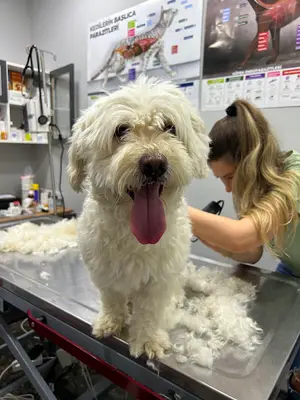 Pets Yaşam Veteriner Kliniği