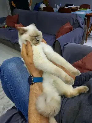 Banvet Veteriner Kliniği