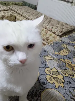 Kar-Met Veteriner Kliniği