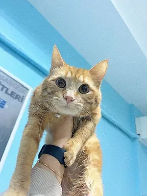 Kuşadası Turhan Veteriner Kliniği