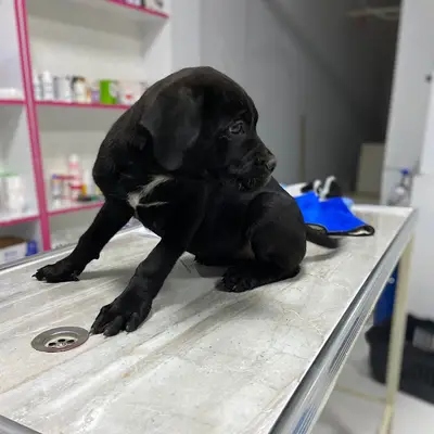Cengiz veteriner kliniği