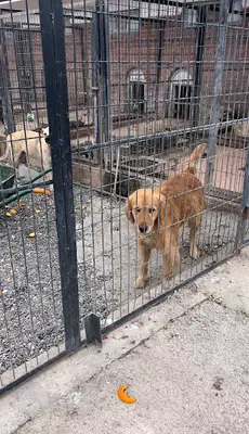 Tokat Belediyesi Canlı Hayvan Pazarı fotoğrafı