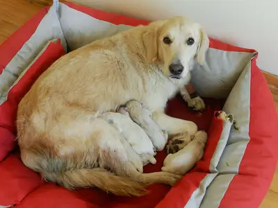 Duggy PetShop fotoğrafı