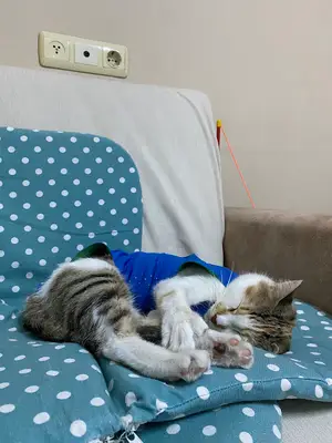 Lilavet Veteriner Kliniği Antalya fotoğrafı