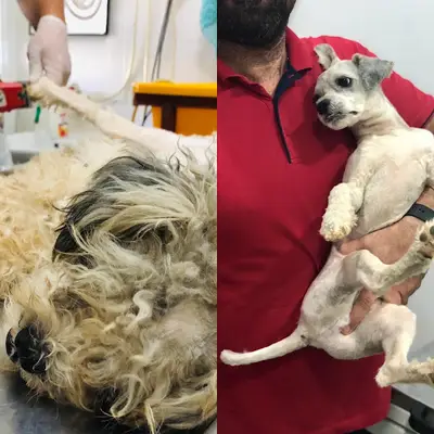 Arslan Veteriner Kliniği