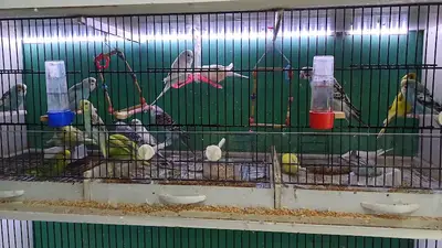 Mert Pet Shop