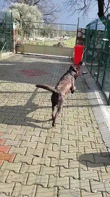 Abidin&Dino Kedi köpek oteli fotoğrafı