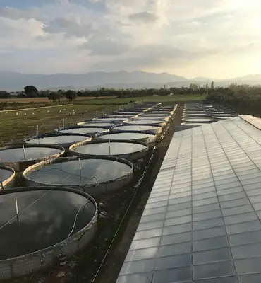 Özden Aquatics