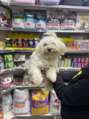 Kanmaz Petshop