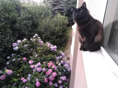 Güneş Veteriner Kliniği