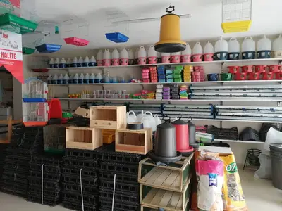 Güvercin aksesuar