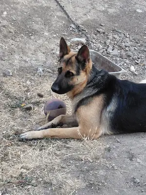 Bursa Köpek pansiyonu