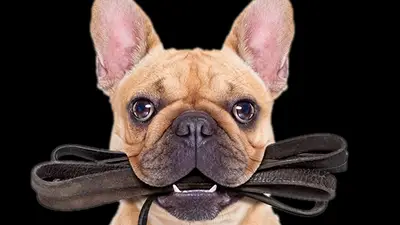 Başkan K9 Gebze Köpek OTELİ KÖPEK EĞİTİMİ